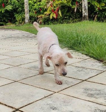 CALINE - caniche 12 ans - Secours animaux Guadeloupe  5e59aea8-9b51-49bd-979f-344f6a1432de%2Fmedia%2F6%2F0%2F7%2F6075dbca-32cd-4900-9fdb-568cc916d952